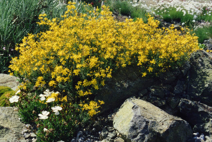 Hypericum empetrifolium ssp oliganthum photo